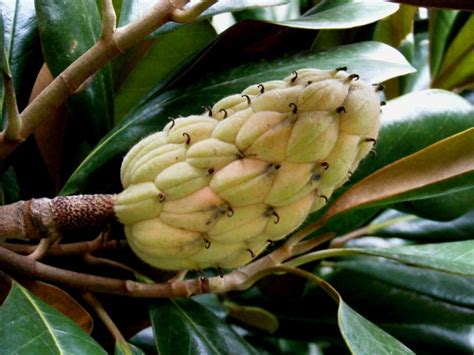 广玉兰英文|广玉兰,Magnolia grandiflora,音标,读音,翻译,英文例句,英语词典